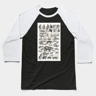 Mammalia by Oliver Goldsmith Baseball T-Shirt